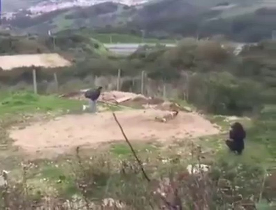 Ce chien surentraîné fait des sauts impressionnant. Il vole presque