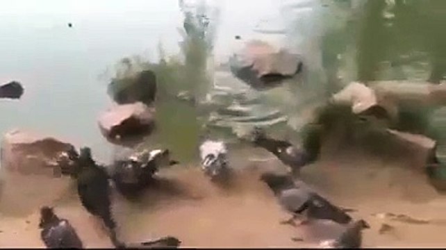 Un pigeon trop téméraire se fait dévorer par un tortue