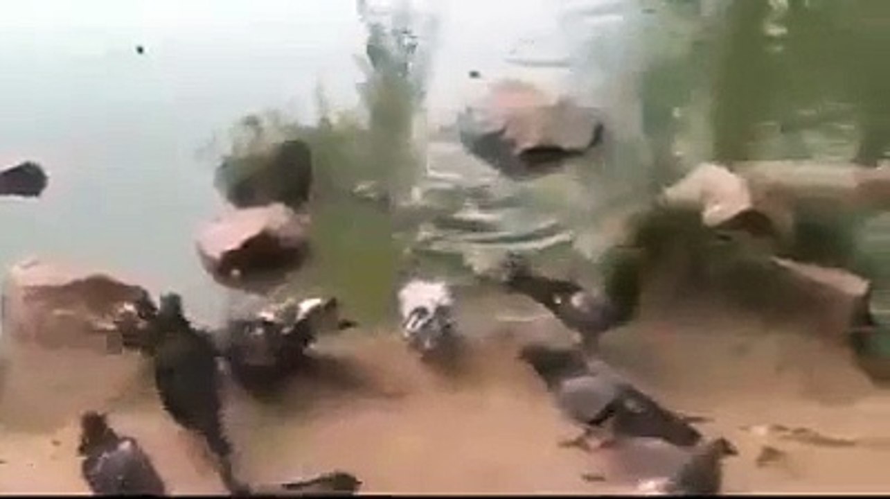 Un pigeon trop téméraire se fait dévorer par un tortue