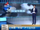 大熊猫“奇福”产下龙凤胎