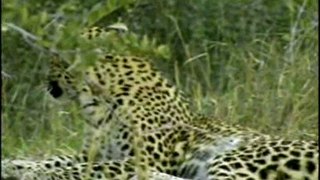 One of Karula's Cubs - Part 1 - Wildearth 04/27/2008