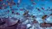 Hand feeding Stingrays -