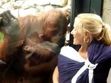 Un orango si avvicina ad una bambina: quello che succede dopo è tenerissimo!