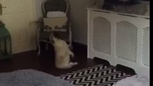 Ce bouledogue s’éclate devant la télé, voilà un qui maîtrise les techniques de danse