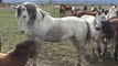 Des chevaux magnifiques viennent dire bonjour à un petit poney : trop mignon