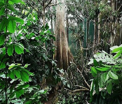 Amazon Rainforest 12000 Species