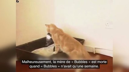 Une chatte prend un bébé lapin orphelin sous son aile