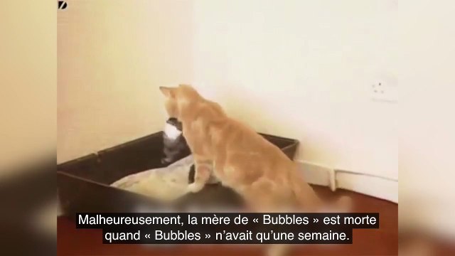 Une chatte prend un bébé lapin orphelin sous son aile