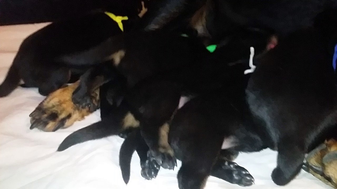 Chiots Beaucerons des Ganches de la Loire - Iumana X Jaeger à 12 jours