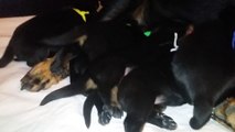 Chiots Beaucerons des Ganches de la Loire - Iumana X Jaeger à 12 jours