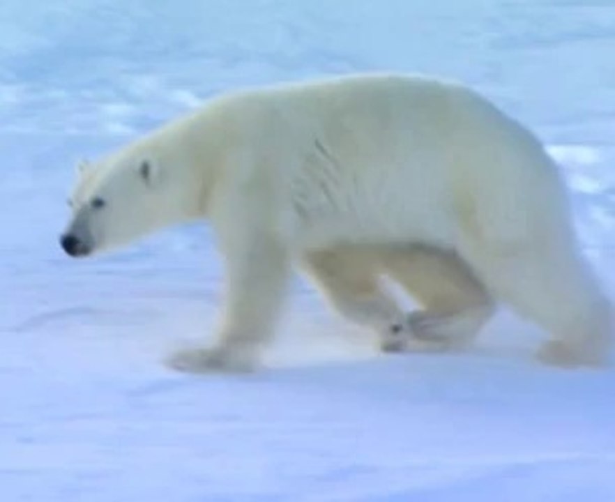 Funny Polar-Bears