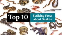 Top 10 Striking Facts about Snakes