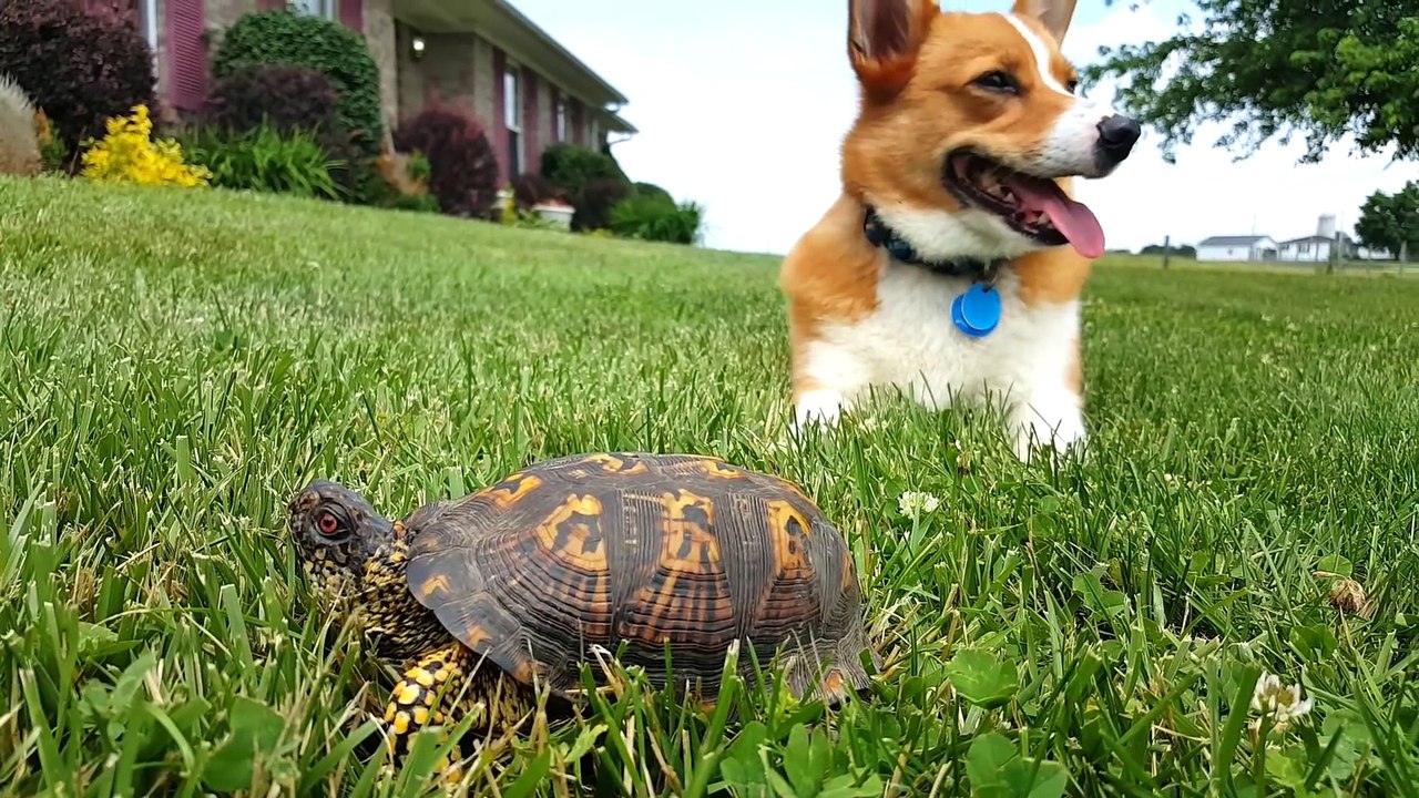 Turbo et la tortue