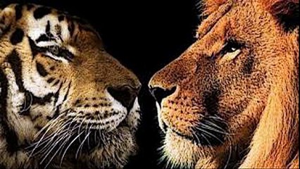 Angry Tiger VS Angry Lion