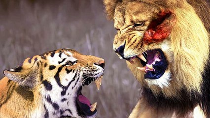 Animal Fighting Championship - Tiger vs Lion
