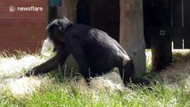 Bonobo tries to cool down on a hot day with a carton of water