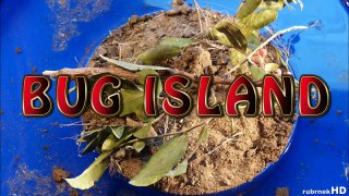 Bug Island 27 - Rove Beetle (*) - Super Macro