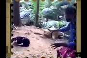 download whatsapp funny videos animals Latest Comedy Compilation