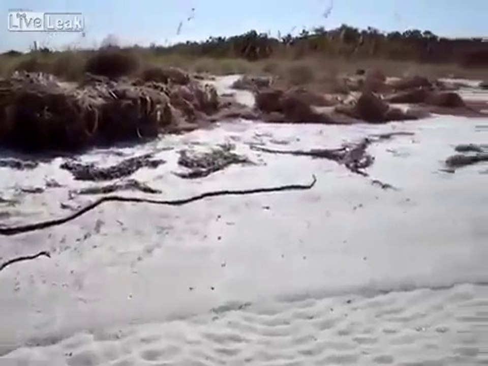 Une sirène découverte morte sur la plage de Floride après un ouragan !