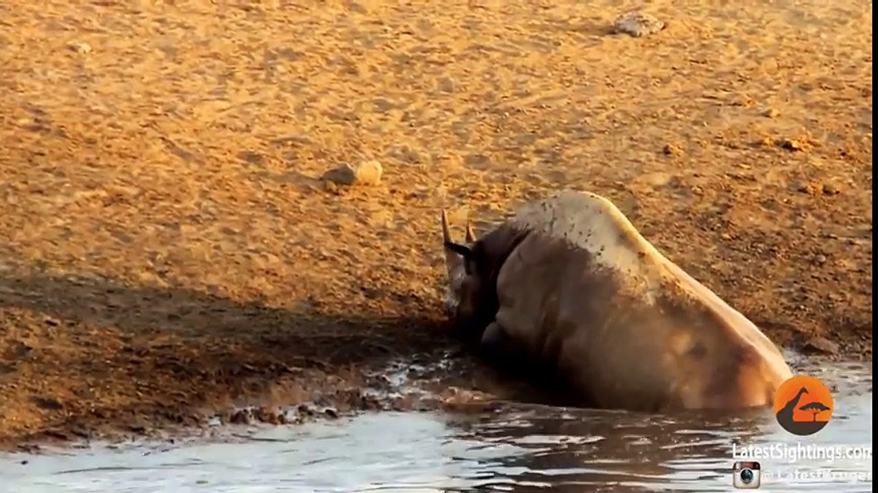 3 Lions Attack Black Rhino That's Stuck in Mud