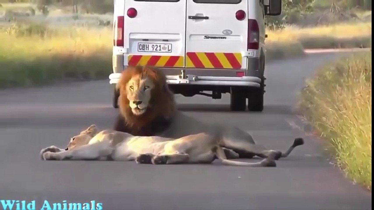 Apareamiento De Leones De Cerca I Apareamiento De Animales