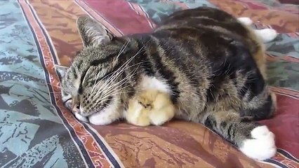 funny cat fight with chicken