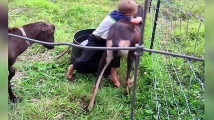 The Funniest Cutest Zoo Animal Home Video Bloopers of 2016 Weekly Compilation | Kyoot Animals