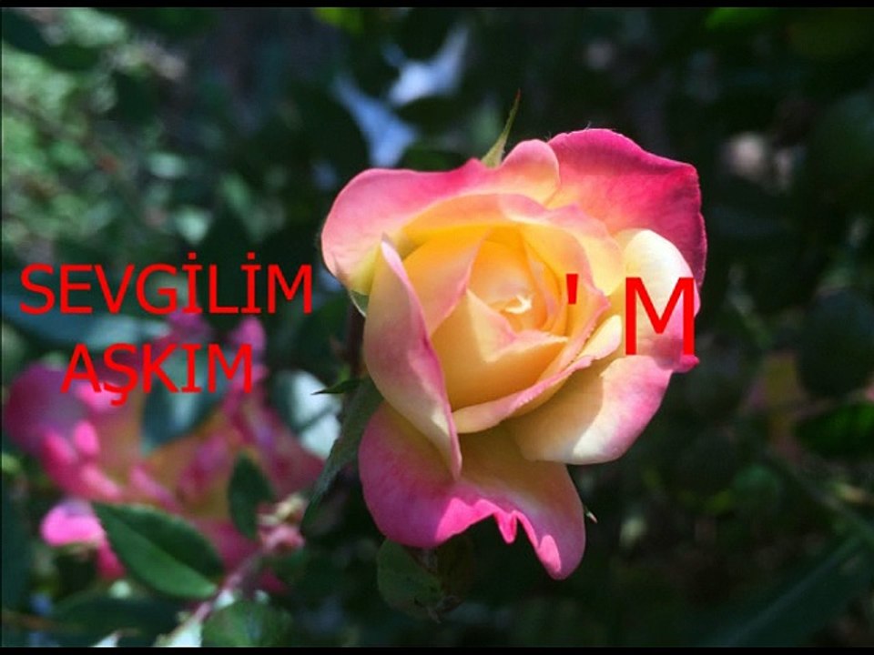 Zeki Müren-İçimde Kim Vardır Bir Bilebilsen