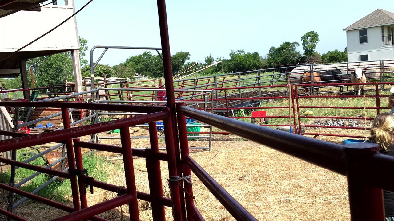 Buckin' Bulls in McKinney Texas!  Saturday Night Rodeo's at White Horse Ranch Adventures!  469-606-9472 (WHRA)