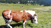 Les vaches au plateau des glières