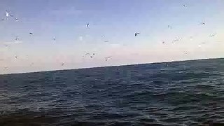 Makreelvissen zaterdag 24 juli 2010 met de Zeearend Noordzee