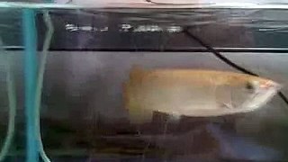 Arowana jump 10