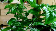 Hot pepper inside grow presentation 10/11: Habanero pepper