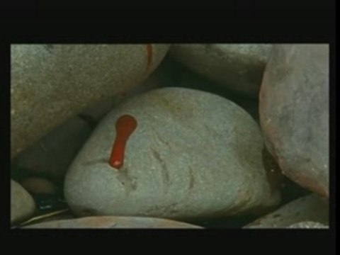 River and Tides (extraits 2)