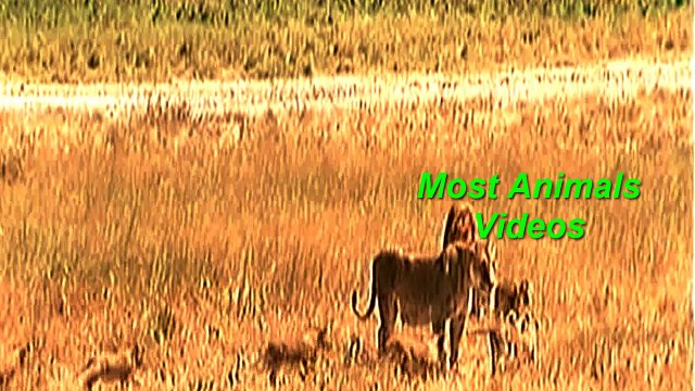 Lion vs Tiger Only Real Action will win a fight between a tiger and a lion| Most Animals videos |