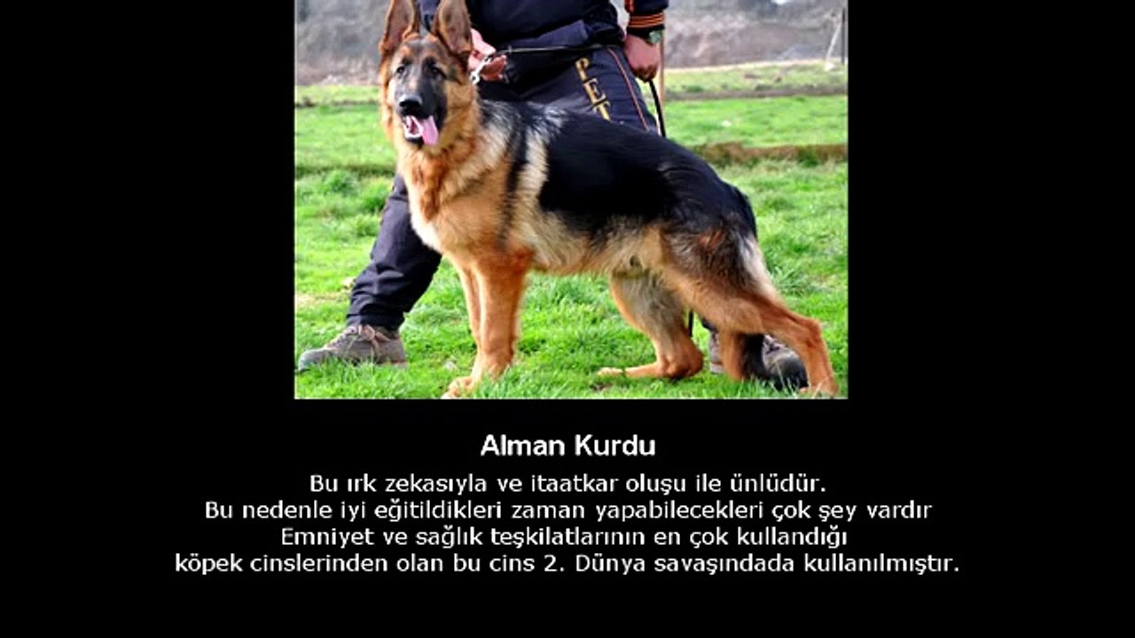İNSANLAR İÇİN EN TEHLİKELİ ON KÖPEK TÜRÜ