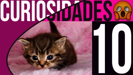10 Curiosidades sobre los gatos