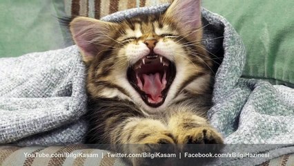 Kediler Hakkında Sizi Şaşkına Çevirecek 20 Bilgi