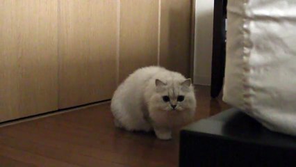 Cute Persian cat goes shadow-hunting