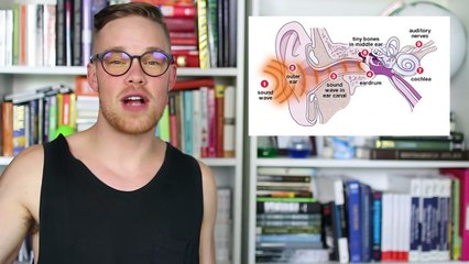 Why do we hate the sound of our own voice