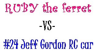 Ruby the ferret VS #24 Jeff Gordon RC Car
