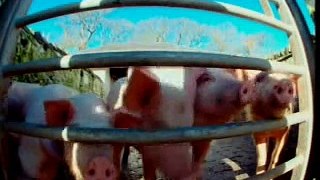 Animal Farm Episode 1, Part 3 of 10