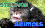 Top 10 de los animales más extraños y feos del planeta | Strange Animals