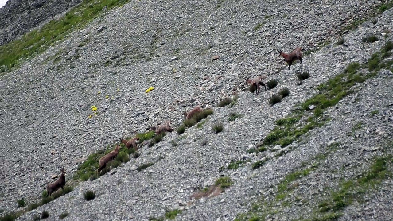 Chamois 2016   ( Bachilianne)