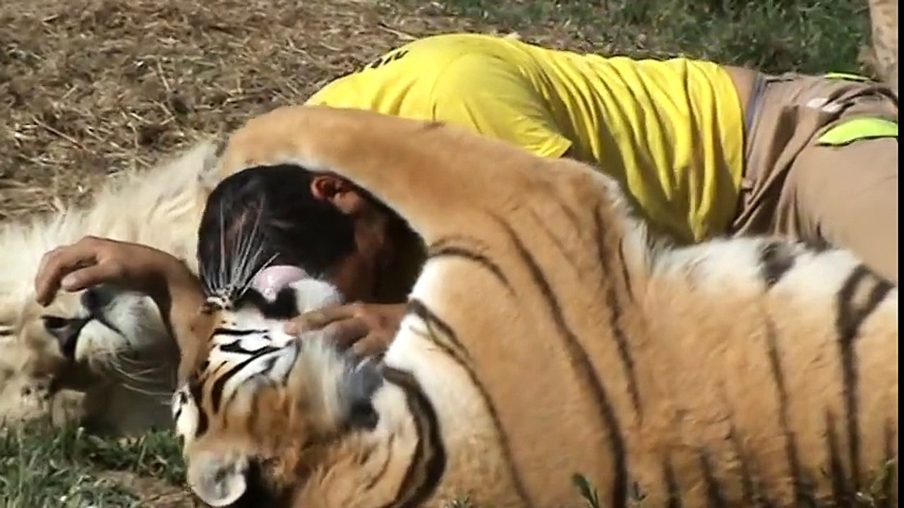 yo,un tigre y un leon