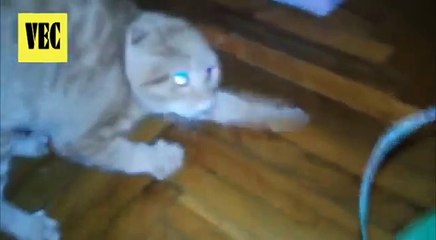 Gatos tomando sustos.
