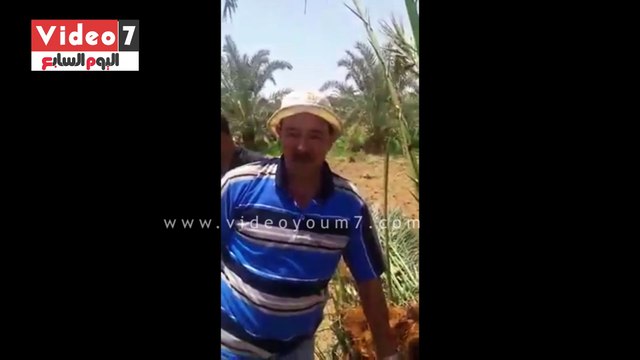 بالفيديو.. تعرف على طرق العلاج من آفة سوسة النخيل الأحمر فى الوادى الجديد