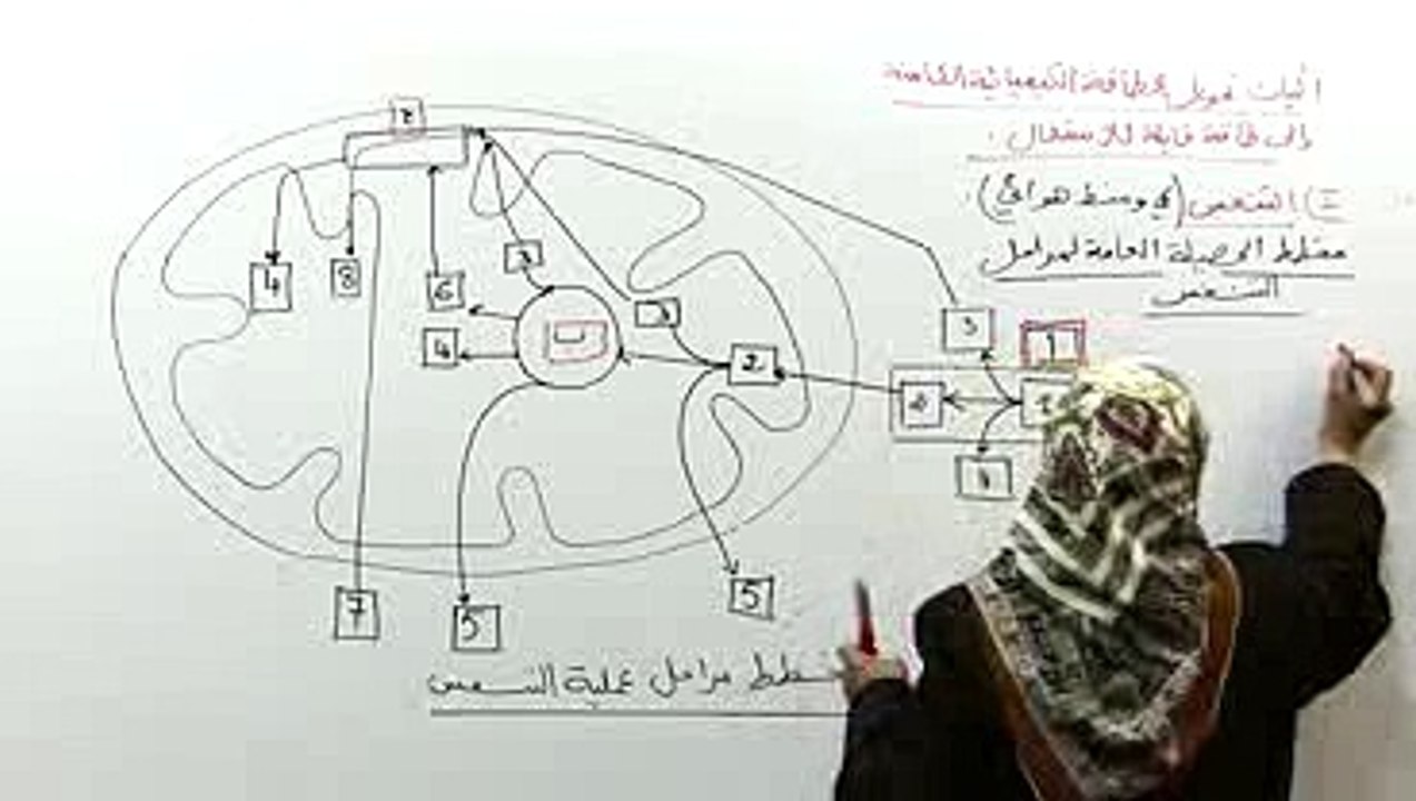 مخطط الحصيلة العامة لمراحل التنفس