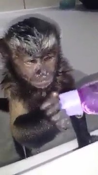 Regardez ce singe se laver le cucu! Tu frottes bien hein?!
