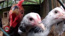 Stop - Kamera e fshehte per tregtimin e pulave, reagon AKU-ja! (16 qershor 2016)